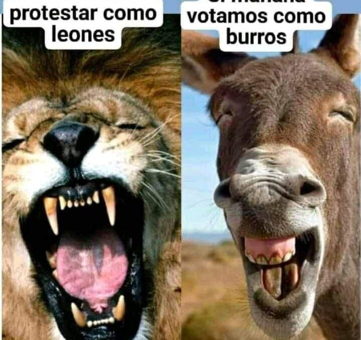 Un león y un burro