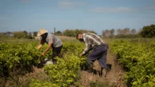 Dos agricultores en un sembradío cocechan