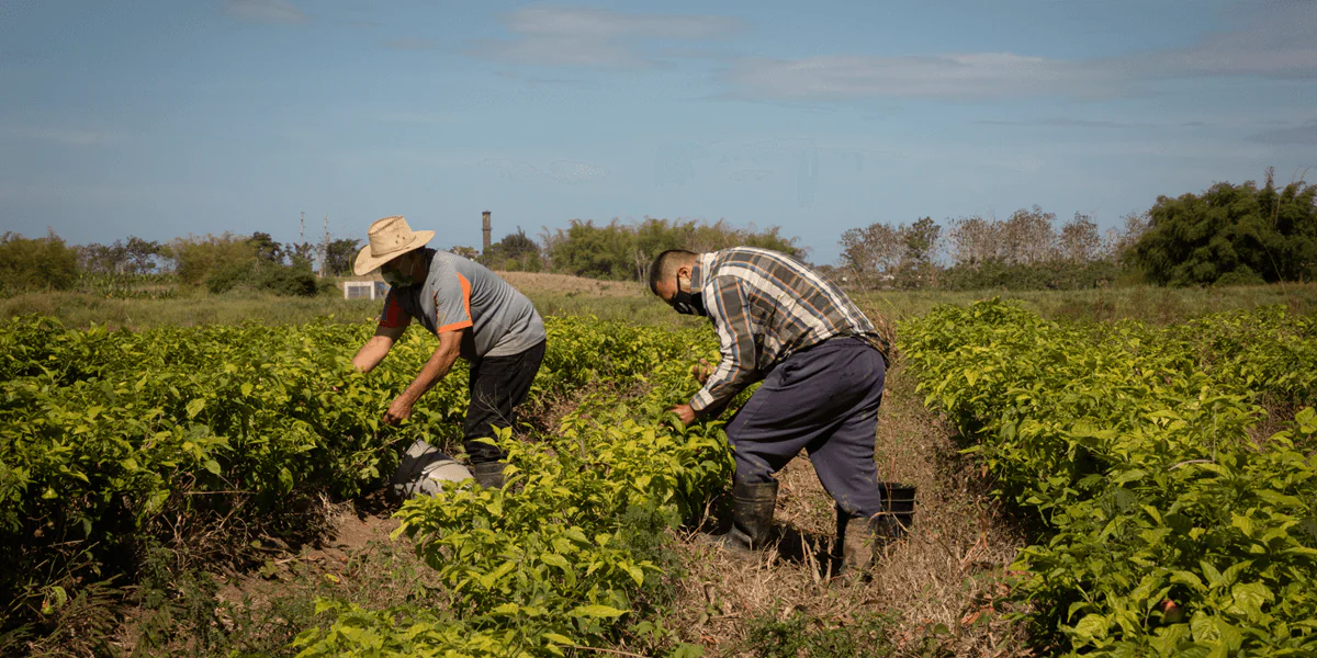 Dos agricultores en un sembradío cocechan